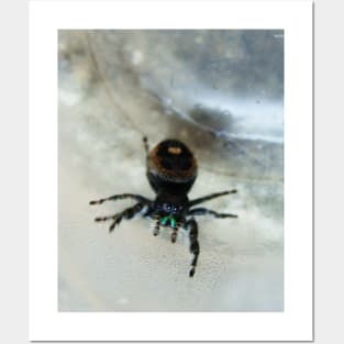 Cute Fuzzy Spider Posters and Art